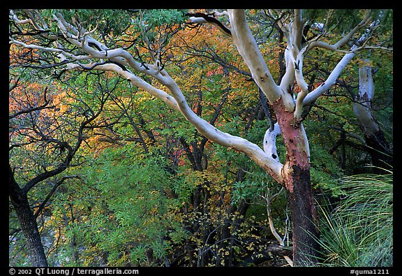 Texas Madrone Tree and autumn color, Pine Canyon. Guadalupe Mountains National Park (color)