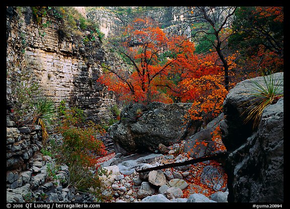 Limestone cliffs and trees in autumn color near Devil's Hall. Guadalupe Mountains National Park, Texas, USA.