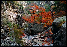 Limestone cliffs and trees in autumn color near Devil's Hall. Guadalupe Mountains National Park, Texas, USA. (color)