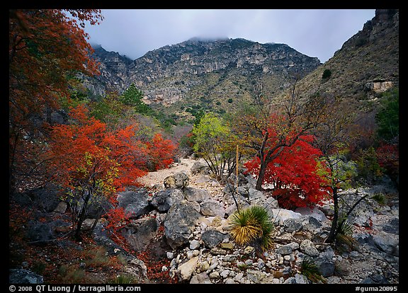 Pine Spring Canyon in the fall. Guadalupe Mountains National Park (color)