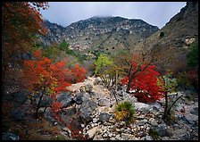 Pine Spring Canyon in the fall. Guadalupe Mountains National Park, Texas, USA. (color)