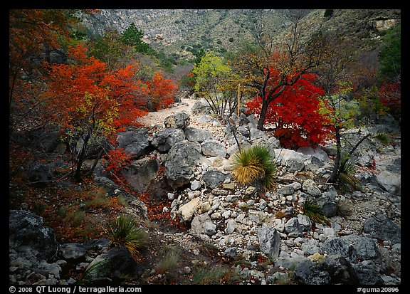 Sotol and trees in uutumn colors, Pine Spring Canyon. Guadalupe Mountains National Park, Texas, USA.