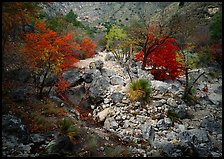 Sotol and trees in uutumn colors, Pine Spring Canyon. Guadalupe Mountains National Park ( color)