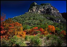 Trees in fall foliage and peak in McKitterick Canyon. Guadalupe Mountains National Park, Texas, USA. (color)