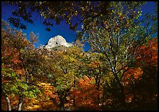 Limestone Peak framed by trees in fall colors in McKitterick Canyon. Guadalupe Mountains National Park ( color)