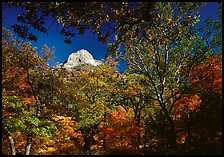 Limestone Peak framed by trees in fall colors in McKitterick Canyon. Guadalupe Mountains National Park, Texas, USA.