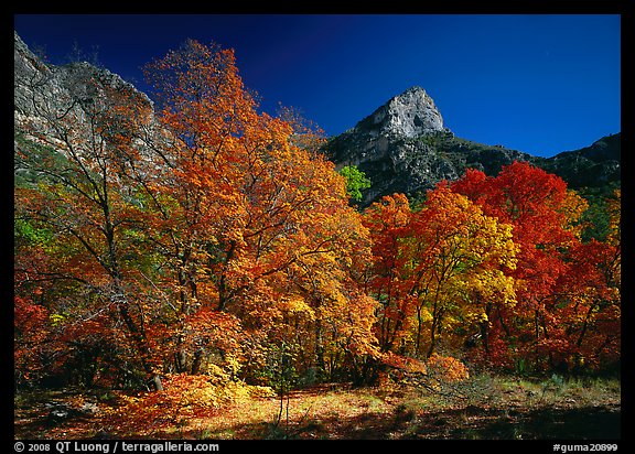 Autumn colors and cliffs in McKittrick Canyon. Guadalupe Mountains National Park (color)