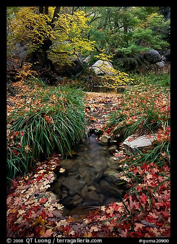 Stream in fall, Smith Springs. Guadalupe Mountains National Park (color)