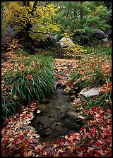 Stream in fall, Smith Springs. Guadalupe Mountains National Park, Texas, USA.