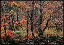 Trees in Autumn foliage, Pine Spring Canyon. Guadalupe Mountains National Park, Texas, USA. (color)