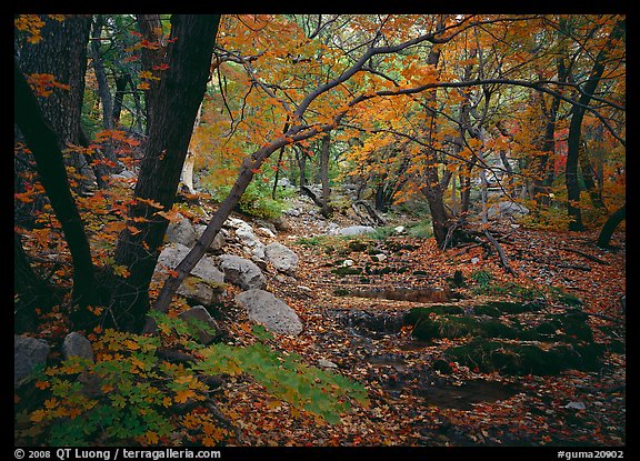 Creek and fall colors, Smith Springs. Guadalupe Mountains National Park (color)