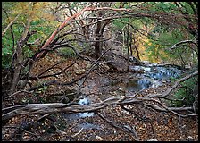 Stream and forest in fall colors near Smith Springs. Guadalupe Mountains National Park, Texas, USA. (color)