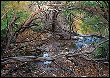 Autumn colors near Smith Springs. Guadalupe Mountains National Park ( color)