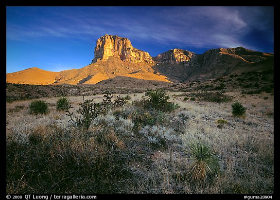 Desert vegetation and El Capitan from Guadalupe pass, morning. Guadalupe Mountains National Park, Texas, USA.