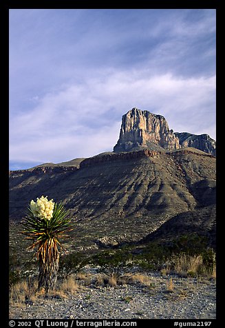 Yucca and El Capitan. Guadalupe Mountains National Park, Texas, USA.