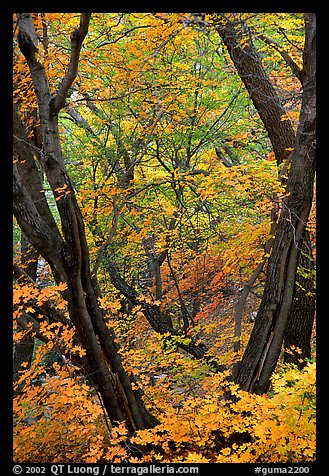 Autumn colors near Smith Springs. Guadalupe Mountains National Park (color)