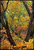 Autumn colors near Smith Springs. Guadalupe Mountains National Park ( color)