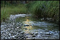 The only year-long stream in the park, McKittrick Canyon. Guadalupe Mountains National Park, Texas, USA. (color)