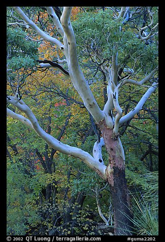 Texas Madrone Tree and muted fall foliage, Pine Canyon. Guadalupe Mountains National Park (color)