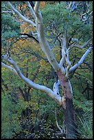 Texas Madrone Tree and muted fall foliage, Pine Canyon. Guadalupe Mountains National Park, Texas, USA.