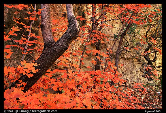 Bright orange leaves and cliff in McKittrick Canyon. Guadalupe Mountains National Park (color)