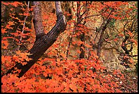 Bright orange leaves and cliff in McKittrick Canyon. Guadalupe Mountains National Park, Texas, USA.