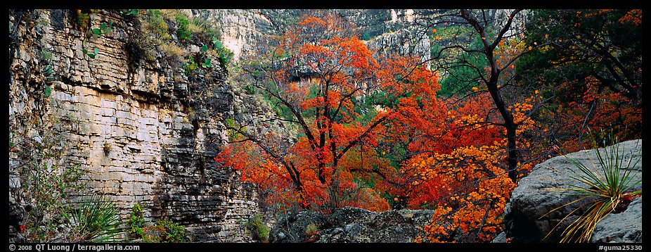Maple with red autumn foliage in canyon. Guadalupe Mountains National Park (color)