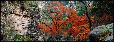 Maple with red autumn foliage in canyon. Guadalupe Mountains National Park (Panoramic color)