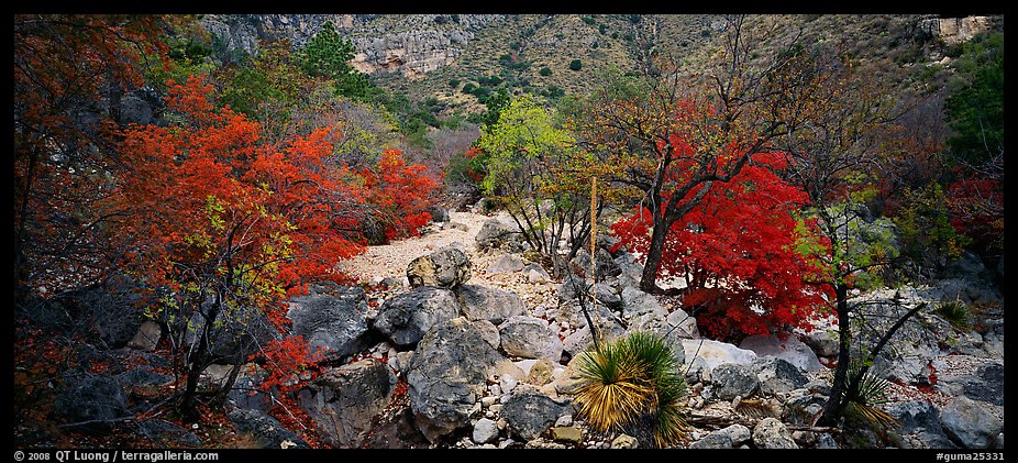 Dry desert wash with trees in bright fall foliage. Guadalupe Mountains National Park (color)