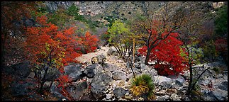 Dry desert wash with trees in bright fall foliage. Guadalupe Mountains National Park (Panoramic color)
