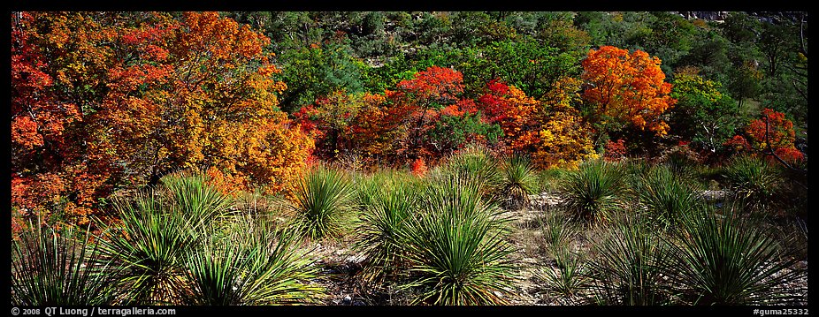 Desert plants and trees in fall foliage. Guadalupe Mountains National Park (color)