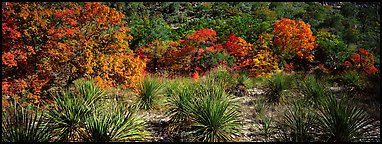 Desert plants and trees in fall foliage. Guadalupe Mountains National Park (Panoramic color)