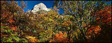 Forest in autumn color and rocky peak. Guadalupe Mountains National Park (Panoramic color)