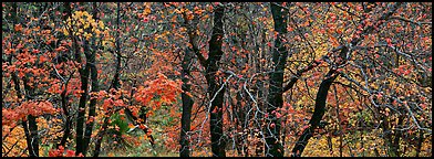 Trees with leaves in autumn colors. Guadalupe Mountains National Park (Panoramic color)