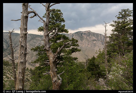 Pine trees, Pine Springs Canyon, cloudy weather. Guadalupe Mountains National Park, Texas, USA.