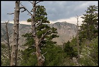 Pine trees, Pine Springs Canyon, cloudy weather. Guadalupe Mountains National Park, Texas, USA. (color)