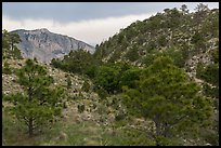 Coniferous forest, approaching storm. Guadalupe Mountains National Park, Texas, USA. (color)