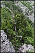 Pinnacles and conifer trees. Guadalupe Mountains National Park, Texas, USA. (color)