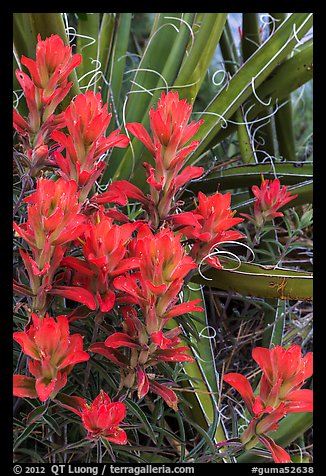 Close-up of Indian paintbrush and sotol. Guadalupe Mountains National Park, Texas, USA.