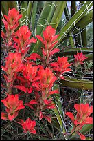 Close-up of Indian paintbrush and sotol. Guadalupe Mountains National Park ( color)