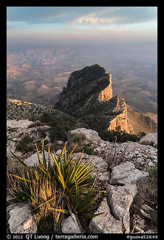 Sotol on Guadalupe Peak and El Capitan backside. Guadalupe Mountains National Park (color)