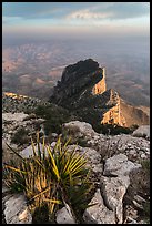 Sotol on Guadalupe Peak and El Capitan backside. Guadalupe Mountains National Park, Texas, USA. (color)