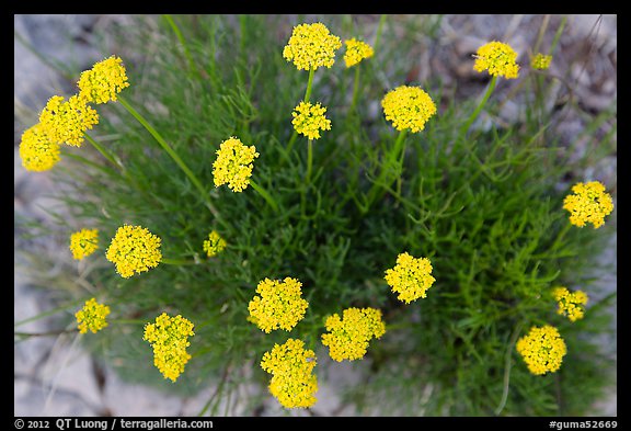 Yellow flowers seen from above. Guadalupe Mountains National Park (color)