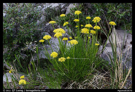 Close up of cluster of yellow flowers. Guadalupe Mountains National Park (color)