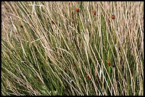 Ladybugs in grass. Guadalupe Mountains National Park, Texas, USA. (color)