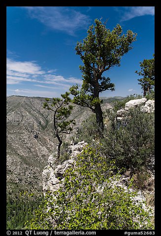 Pine trees and limestone rock. Guadalupe Mountains National Park (color)
