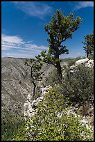 Pine trees and limestone rock. Guadalupe Mountains National Park, Texas, USA. (color)