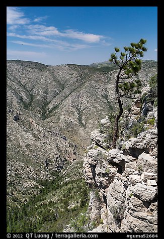 Tree growing at edge of cliff. Guadalupe Mountains National Park, Texas, USA.