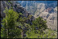 Trees and limestone cliffs. Guadalupe Mountains National Park ( color)