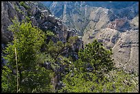 Trees and limestone cliffs. Guadalupe Mountains National Park ( color)